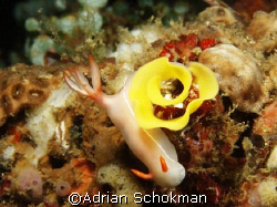 Beauty with it's Eggs. Anilao Philippines - Olympus E-330... by Adrian Schokman 